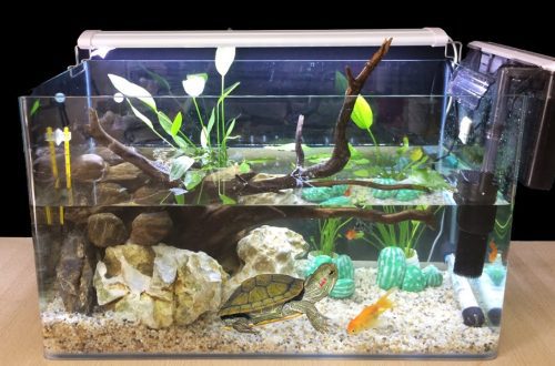 Do-it-yourself aquarium made of glass and plexiglass: how to make it at home for turtles (including red-eared), fish and fry