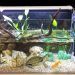 Aquarium frogs at home: varieties, features of maintenance and care, diet and possible diseases
