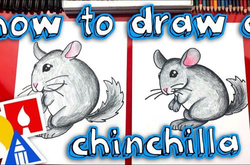 Do-it-yourself chinchilla showcase &#8211; step by step instructions with drawings and photos