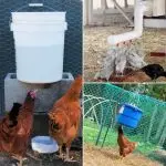 Do-it-yourself drinker at home for hens and chickens
