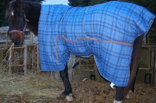 Do-it-yourself horse blanket