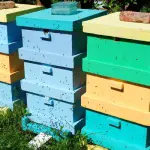 Do-it-yourself polystyrene beehive, advantages and disadvantages
