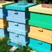What you need to know about bees: the hierarchy in the hive and how long individual individuals live