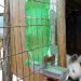 Features of keeping rabbits in an aviary with their own hands