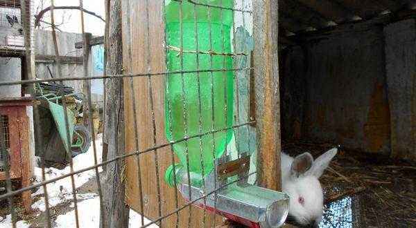 Do-it-yourself rabbit drinkers: nipple, vacuum and made from a plastic bottle