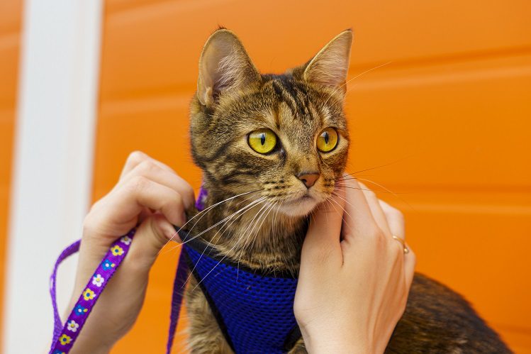 Do kittens need accessories: harness, collar, address book?