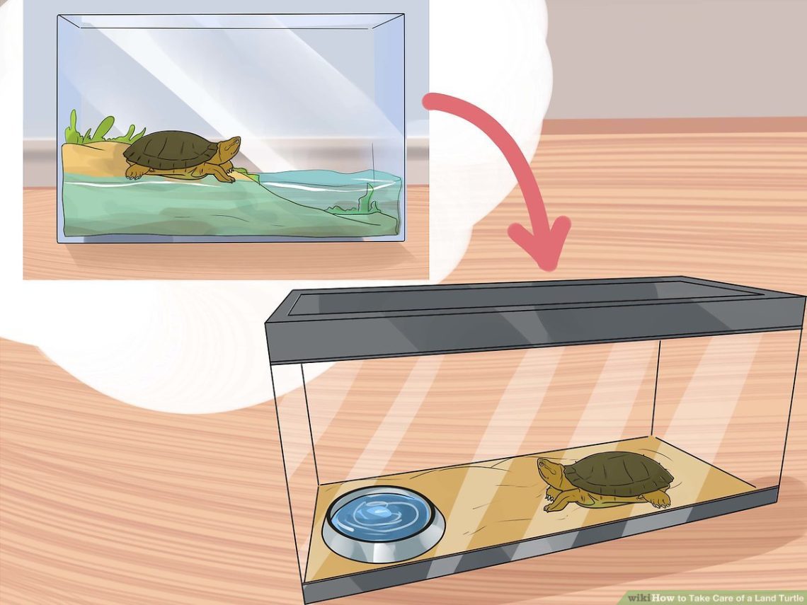 Do land turtles drink water, how to water a turtle at home