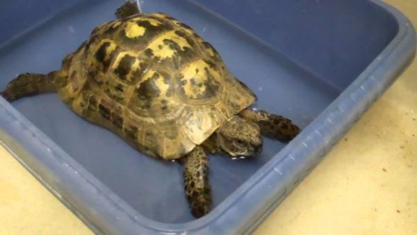 Do land turtles drink water, how to water a turtle at home