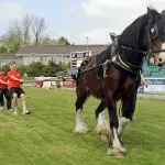 Do not “tug of war” with the horse!