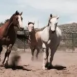 Do we need horses?