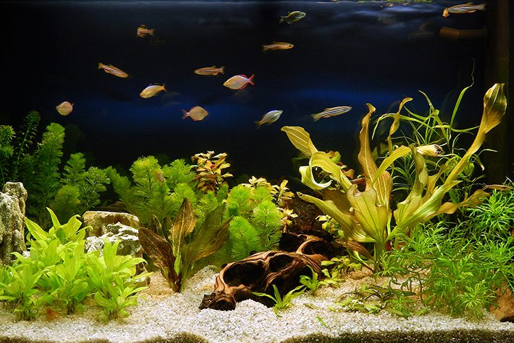 Do you need aeration in an aquarium?