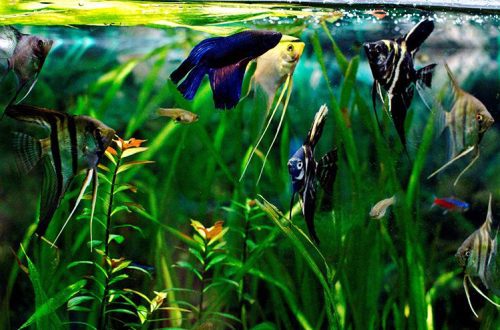 Do you need plants in an aquarium?