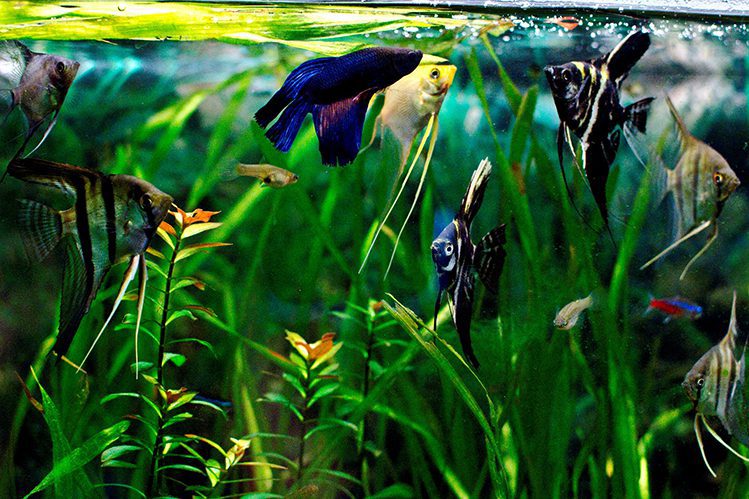 Do you need plants in an aquarium?