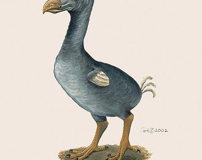 Dodo lind: välimus, toitumine, paljunemine ja materjalijäänused