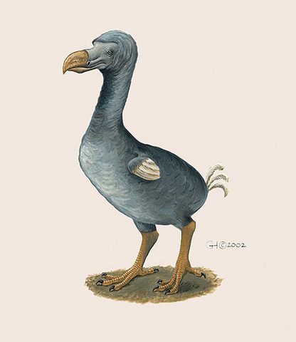 Dodo bird: appearance, nutrition, reproduction and material remains