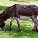 Does a donkey differ from a donkey: features, advantages of the species, origin and geography