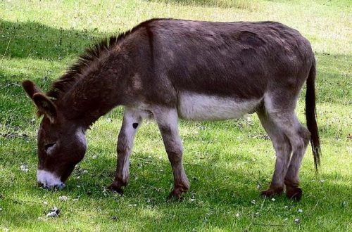 Does a donkey differ from a donkey: features, advantages of the species, origin and geography