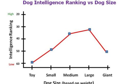 Does breed size affect a dog&#8217;s intelligence?