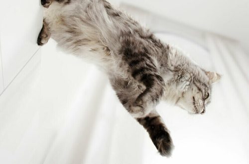 Does your cat love to jump? Teach her to stand firmly on her feet!