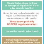 Does your horse need electrolytes?