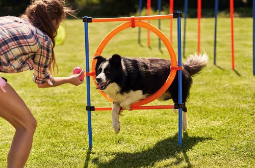 Dog Agility: 4 Reasons to Try
