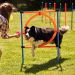 3 Easy DIY Educational Dog Toys
