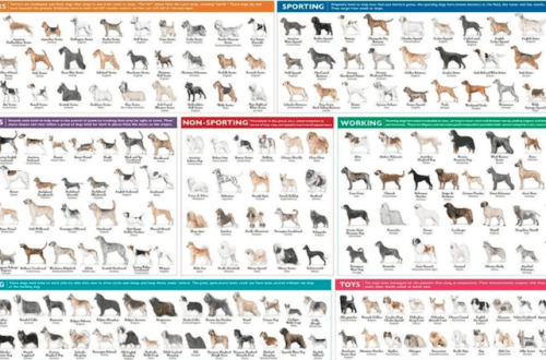 Klasifikacije pasmina pasa