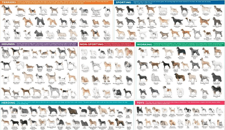 Dog Breed Classifications