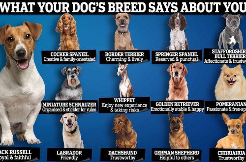 Dog breed personalities: choose the dog that suits you best