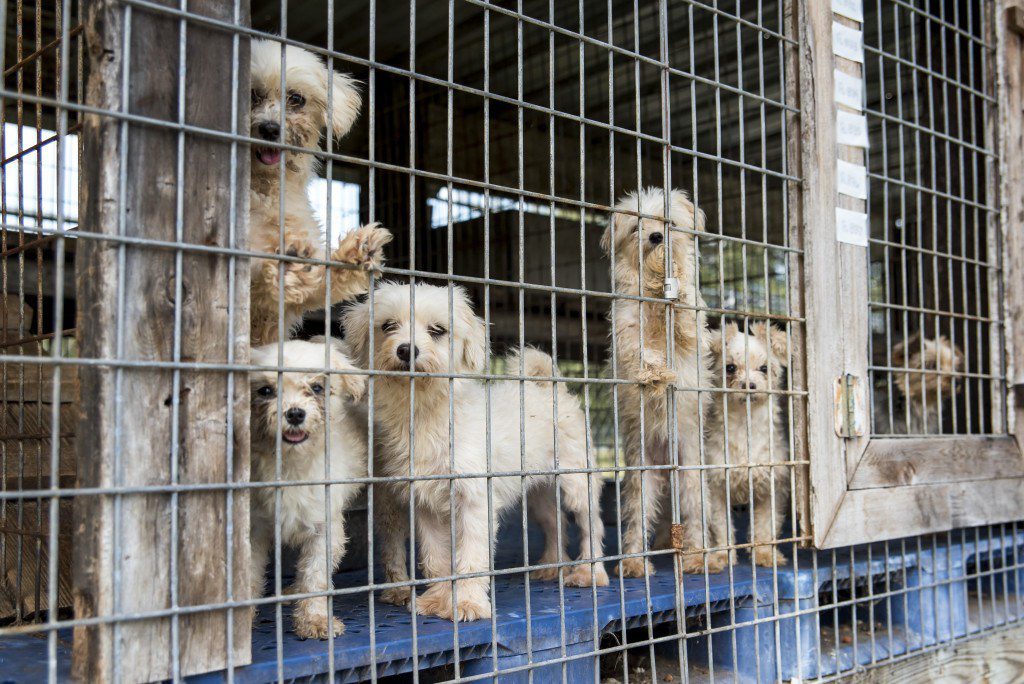 Dog breeding centers in Russia