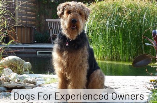 Dog breeds for experienced owners
