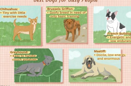 Dog breeds that do not need to be walked for a long time