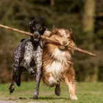 Dog diver: description of the breed, basic qualities and recommendations for keeping