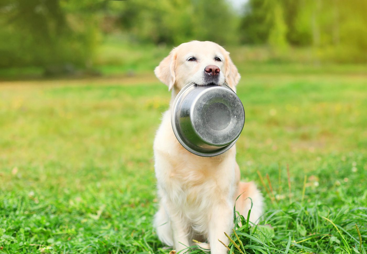 Dog food: science in every granule