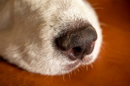 Dog Has a Dry Nose: When to Worry