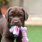 Dog nicknames: how to correctly and accurately choose a nickname for your pet