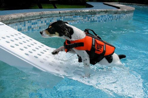Dog Safety in the Pool: Helpful Tips, Essential Accessories and More