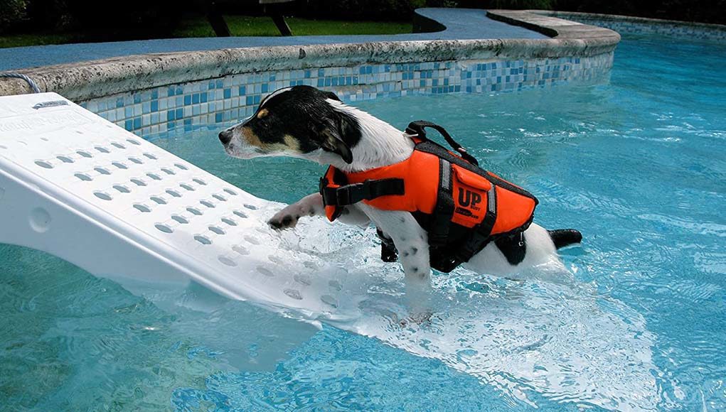 Dog Safety in the Pool: Helpful Tips, Essential Accessories and More