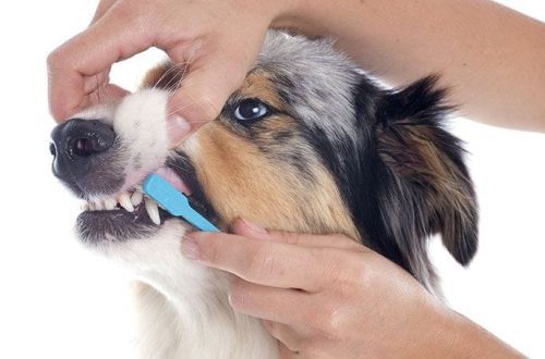 Շների ատամների մաքրում և բերանի խոռոչի խնամք տնային պայմաններում