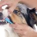 Diabetes in dogs: what you need to know