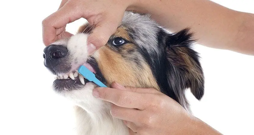 Dog teeth cleaning and oral care at home