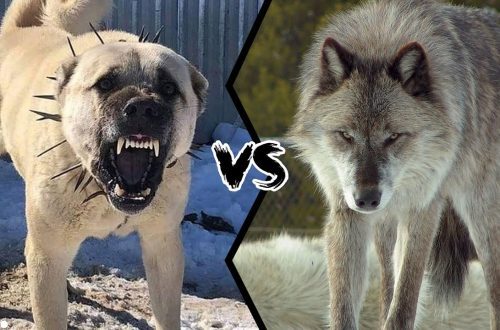 Dog vs wolf: who will win between them, selection of fighting breeds