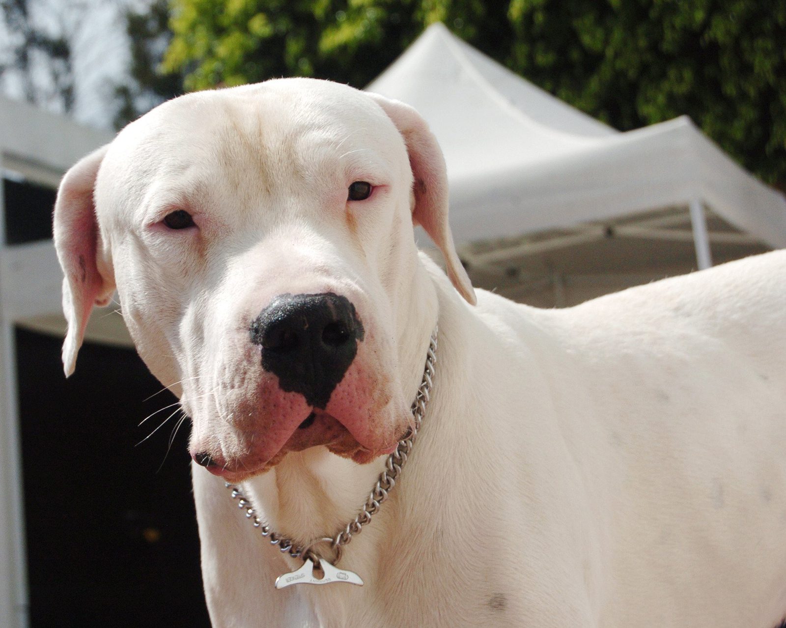 Dogo Argentino - characteristics of the breed, care and maintenance, what to feed, owner reviews, photos of the dog