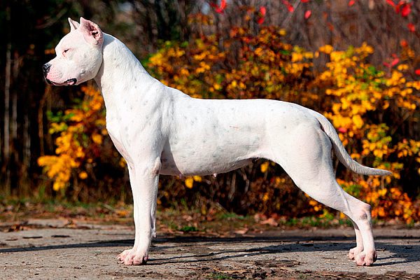 Dogo Argentino - characteristics of the breed, care and maintenance, what to feed, owner reviews, photos of the dog