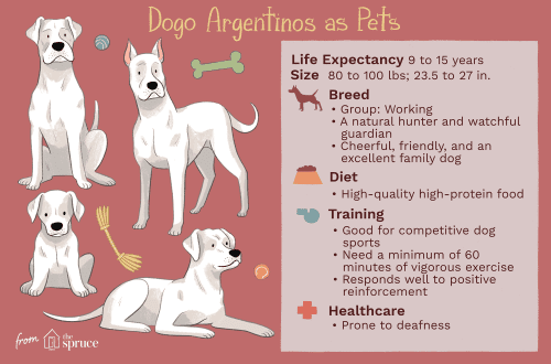 Dogo Argentino &#8211; characteristics of the breed, care and maintenance, what to feed, owner reviews, photos of the dog