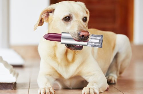 Dogs have their own makeup!