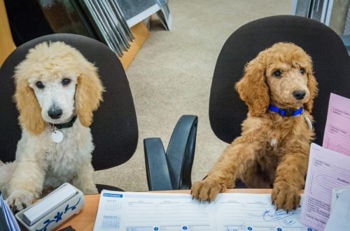 Dogs in the office