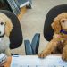 Service Dogs for Children with Autism: An Interview with a Mom