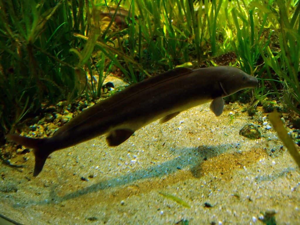 Dolphin aquarium fish: description, maintenance and cultivation