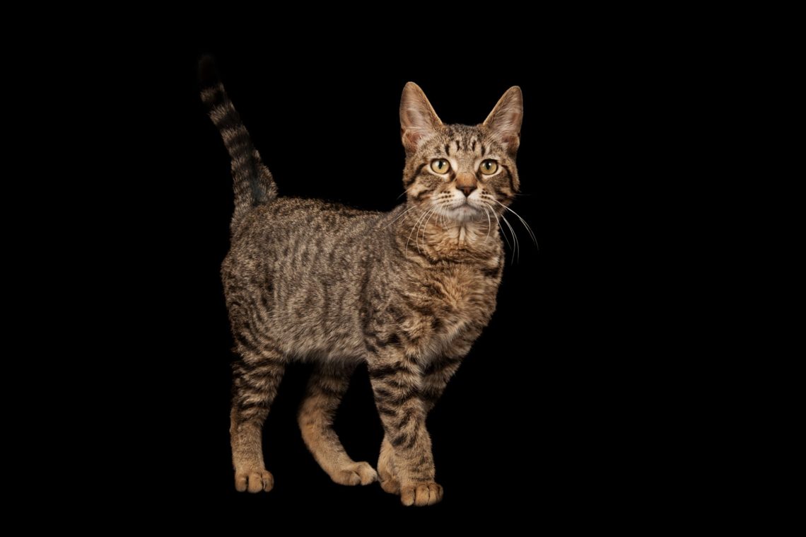 Domestic cats: the history of domestication